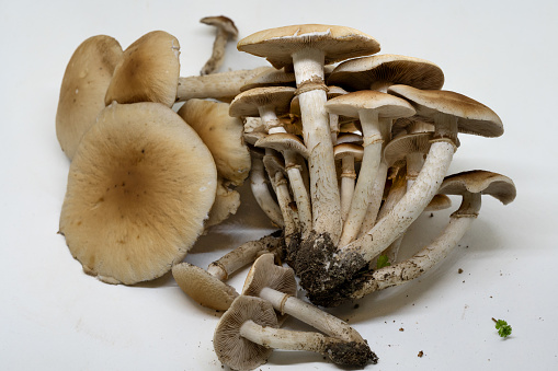Funghi Cyclocybe Aegerita o Pholiota Aegerita, conosciuti anche come funghi di pioppo