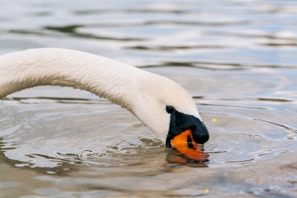 White swan floats in water