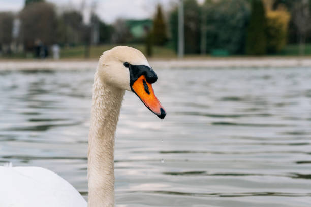 White swan floats in water