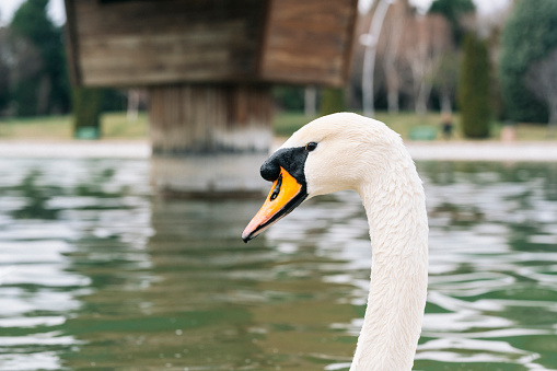 White swan floats in water