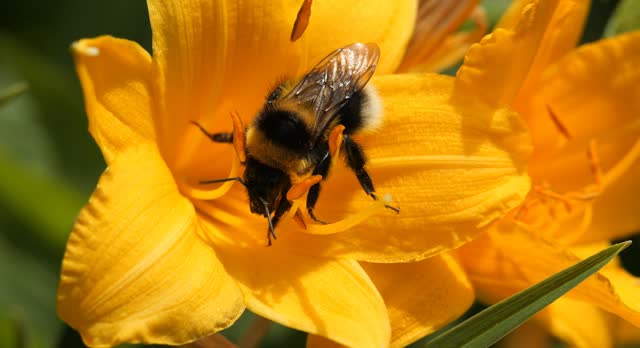 Autumn, spring. Bumblebee collects pollen from the bright yellow flowers of lilies, daylilies.