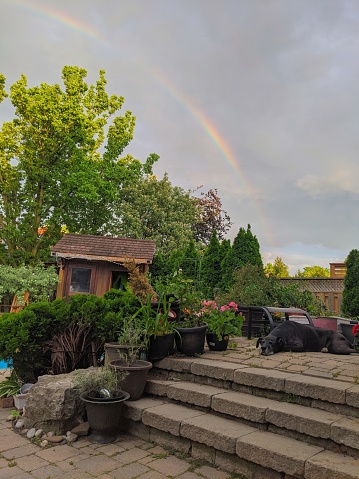 A half Husky half Great Dane Dog lying in the backyard on the patio with a rainbow in the background