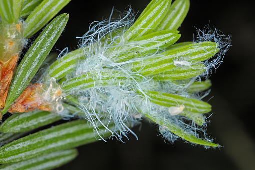 Balsam twig aphid (Mindarus abietinus) feeding on cause damage twisted and curled needles on silver fir (Abies alba) and other conifers.