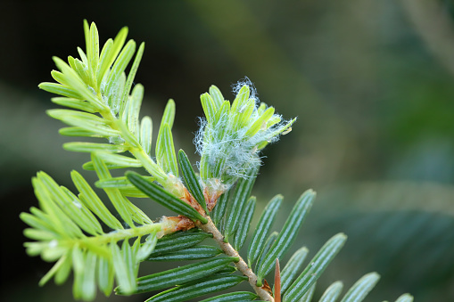 Balsam twig aphid (Mindarus abietinus) feeding on cause damage twisted and curled needles on silver fir (Abies alba) and other conifers.