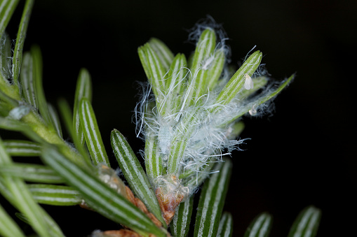 Balsam twig aphid (Mindarus abietinus) feeding on cause damage twisted and curled needles on silver fir (Abies alba) and other conifers.
