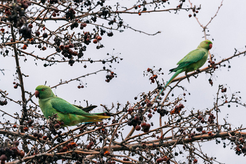 green parrots eating fruit on the tree