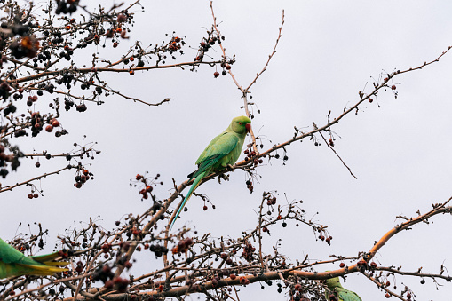 green parrots eating fruit on the tree