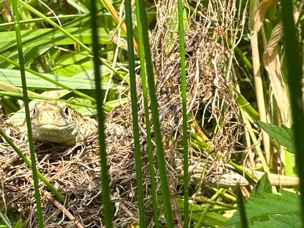 istock A lizard is resting among the grasses on the ground 2081667751