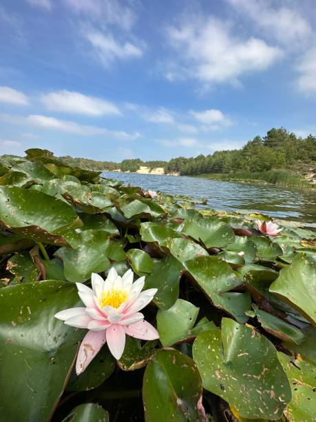 A white and pink lotus blooms by the waters edge, under a clear sky stock photo