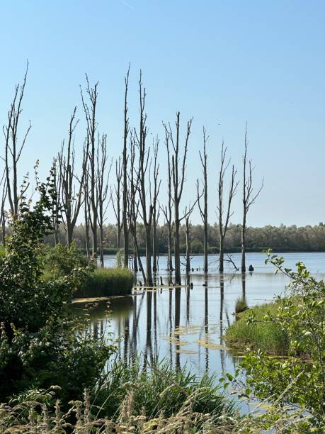istock A tranquil lake nestled among lush trees and shrubs on a sunny day, Biesbosch 2081667769