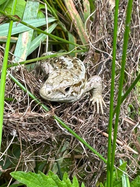 istock A lizard is resting among the grasses on the ground 2081667791