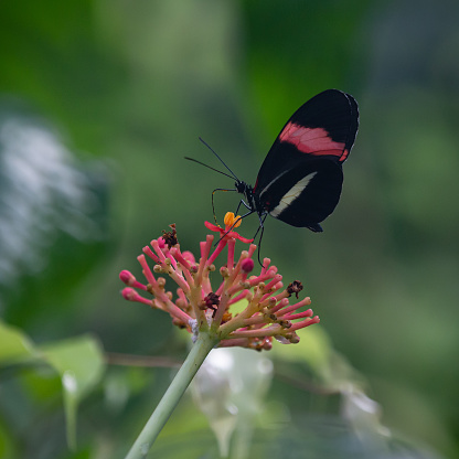 a scalloped red butterfly, Zerynthia polyxena