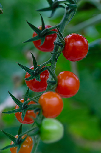 Macro side-view close-up of tomatoes (Solanum lycopersicum) growing on the vine in different growth stages (green, orange and red),  shallow DOF