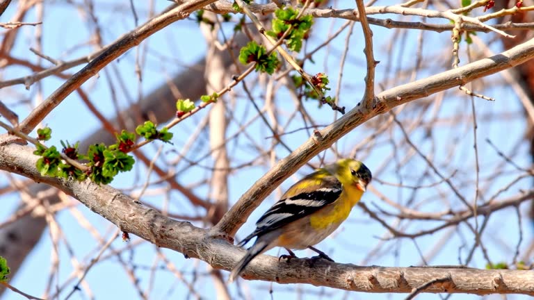 Young Male Gold Finch in a tree.