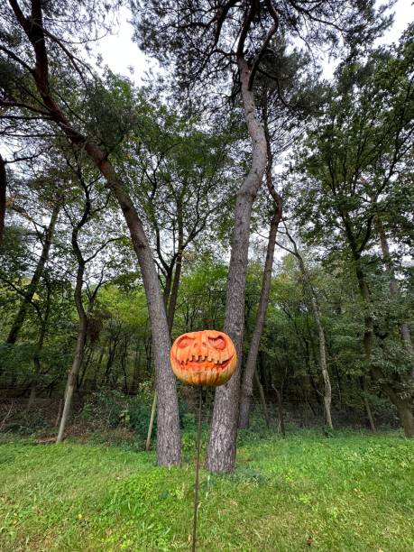 istock A carved pumpkin hangs from a tree in the wood, smiling 2081670466