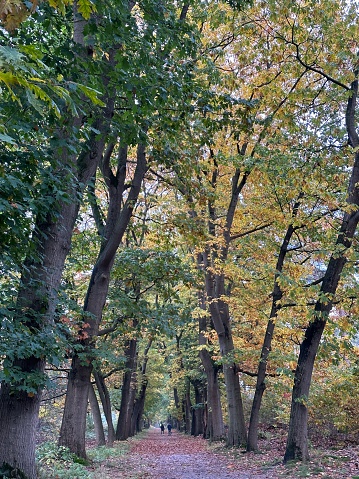 Autumn forst with walking path, The Netherlands.High quality photo