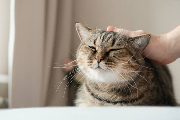 istock Mans hand stroking pretty domestic grey cat. 2081671014