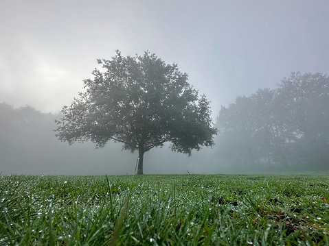 A tree stands tall in the middle of a foggy field, surrounded by grass and with sunlight piercing through the misty sky, creating an atmospheric phenomenon