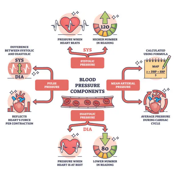 Vector illustration of Components of blood pressure and normal heart rate control outline diagram