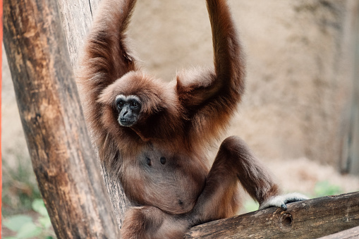 A gibbon lounges with arms raised, a perfect symbol of carefree relaxation and jungle gymnastics.