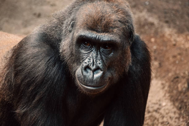 가까이서 포착된 고릴라의 강렬한 시선, 조용한 힘과 깊은 생각의 가슴 아픈 순간 - leadership ape monkey majestic 뉴스 사진 이미지