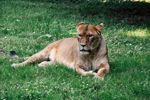 Watchful lioness lying in the grass, embodying the tranquil yet attentive spirit of the wild.