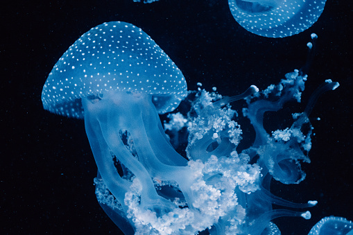 Swarm of spotted blue jellyfish, their tentacles trailing, drifts in the serene and dark ocean depths.
