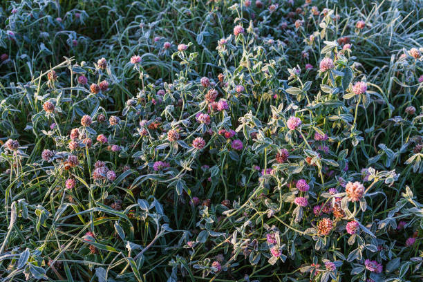 Morning frost on the grass. Cold autumn morning