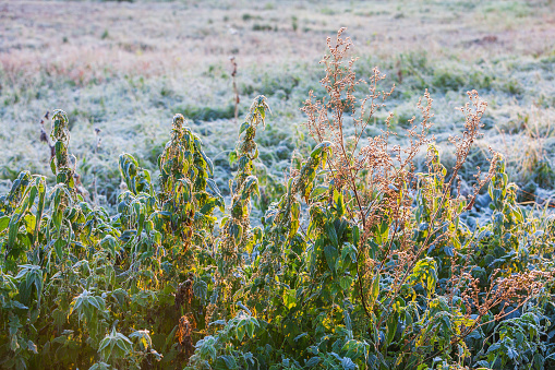 Morning frost on the grass. Cold autumn morning