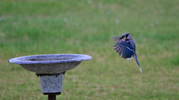 istock there is a bird that is flying next to a bird bath 2081701043