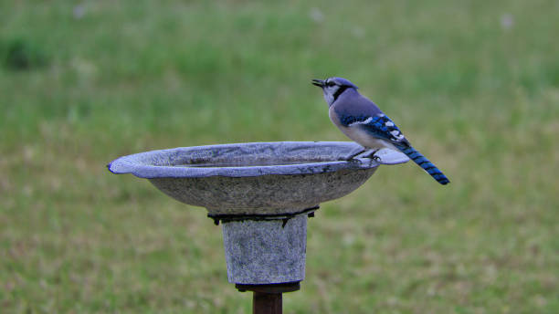 istock a small blue jay bird sitting on a bird bath on a metal pole 2081701045