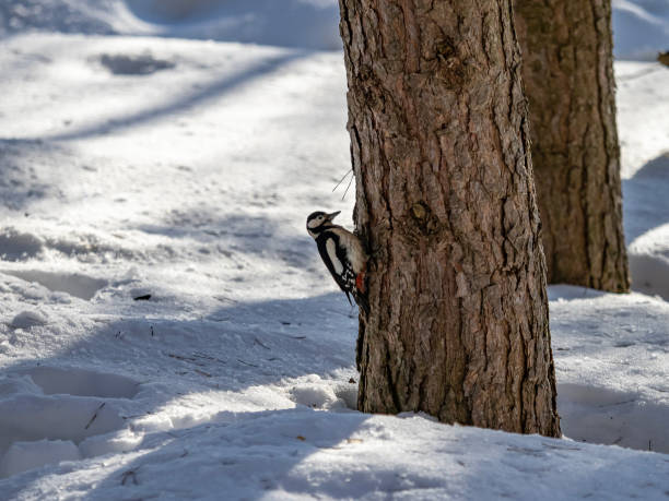 A wild woodpecker sits on a tree A wild woodpecker sits on a tree dendrocopos major great spotted woodpecker in the snow stock pictures, royalty-free photos & images