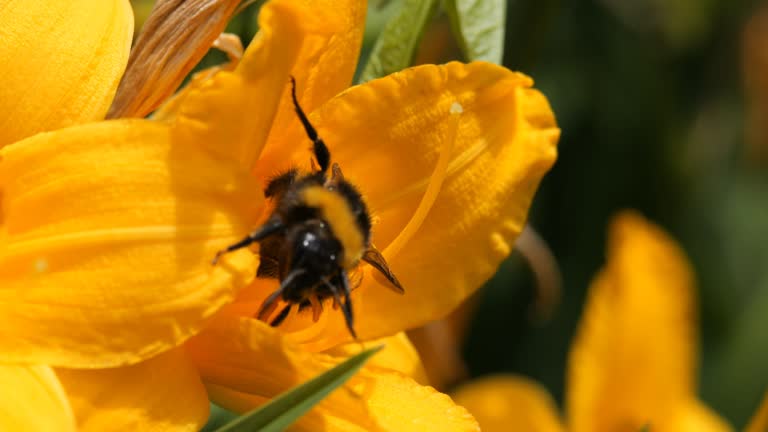 Autumn, spring. Bumblebee collects pollen from the bright yellow flowers of lilies, daylilies.