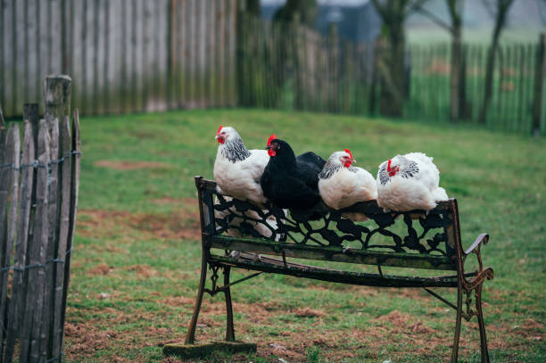 Close-up of white black chickens on a bench