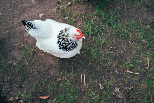 Close up of white black chickens from above