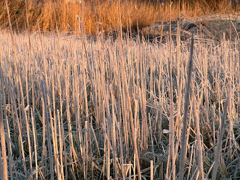 Reed covered with hoarfrost on a pond. High quality photo