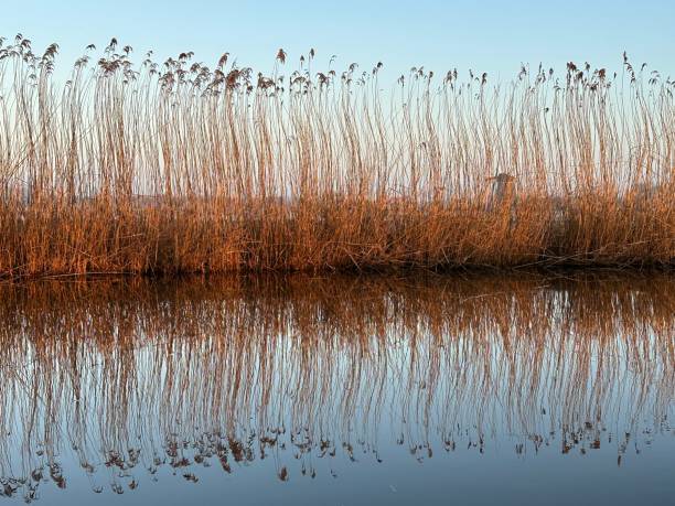 A beautiful river with reed on its shore and its reflection on the water. stock photo