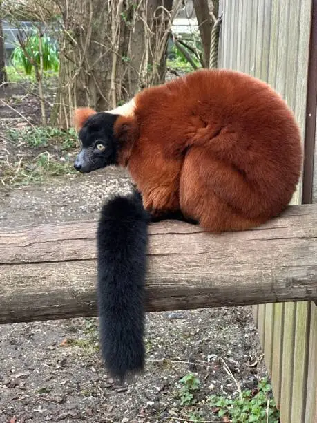 Red Ruffed Lemur in the zoo. High quality photo