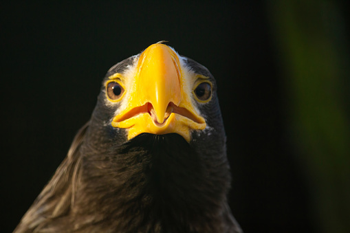 Head of steller's sea eagle with opened beak on dark background.
