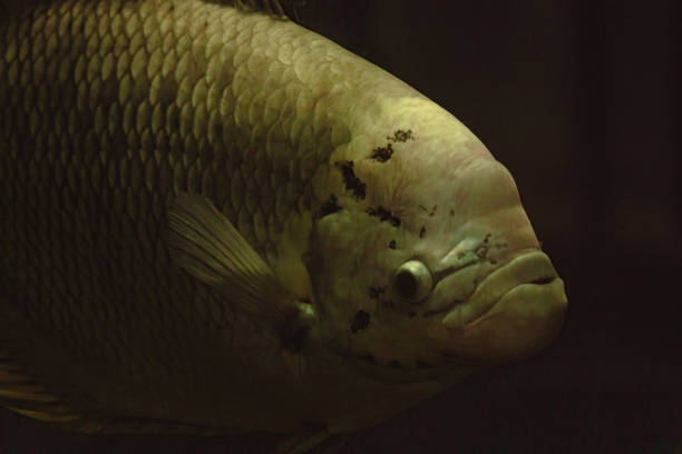 Gourami big fish in the freshwater aquarium.