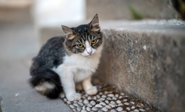 istock Scared kitten sitting on the street. 2081725595