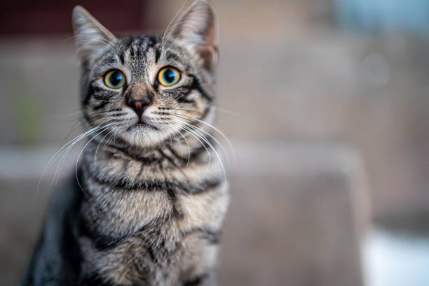 istock Stray cute cat sitting on the street. 2081725607