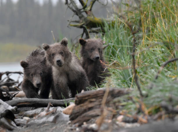 istock Three spring brown bear cubs in the Alaskan wilderness 2081730976