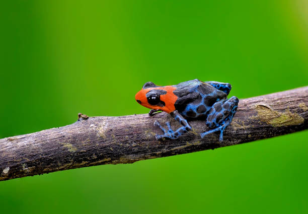 istock Vulnerable Blessed poison frog, Ranitomeya Benedicta 