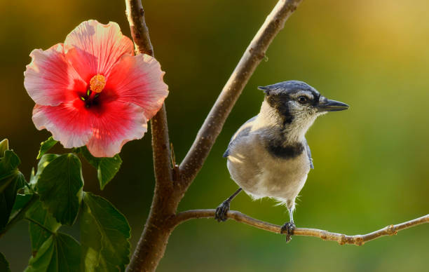 Blue jay and hibiscus flower on a fall morning
