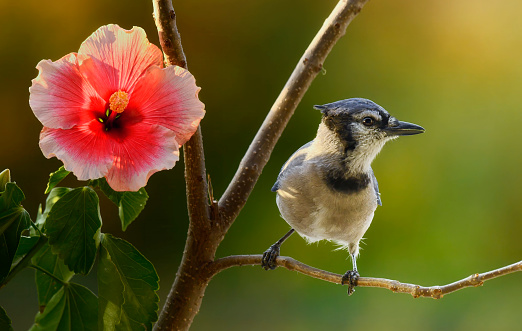 A Blue Jay bird is seen perching on a branch near a hibiscus flower in a fall morning sunrise.  The bird is seen looking sideways and at the camera.  The fall colors are blurred in the photo background.