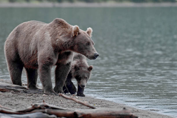 istock A Brown Bear mother and her spring cub on the beach 2081733762