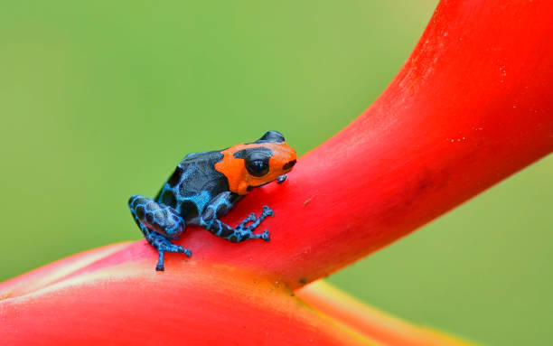 istock Vulnerable Blessed poison frog, Ranitomeya Benedicta 