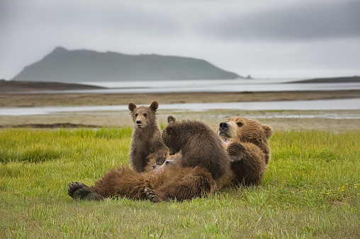 Two brown bear cubs are seen suckling from their mother in this photo.  The mother is laying on a meadow near the beach and is looking towards the forest.  One cub has milk on its lips and is looking towards the forest as well.  The other cub is about to suckle.  It is raining in the photo.