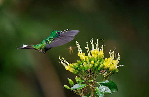 A Rufous-vented Whitetip hummingbird is seen in flight near a yellow and white flower in this photo.  This rare hummingbird of the cloud forest is found on the east slope of the Andes. The rufous-vented whitetip (Urosticte ruficrissa) is a species of hummingbird in the \